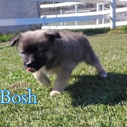 Bosh - male Nenets Herding Laika puppy in Rockville, Maryland from Skais the Limit