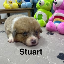 Stuart - Sable male Pembroke Welsh Corgi puppy in Apison, Tennessee from Ashmore Corgis