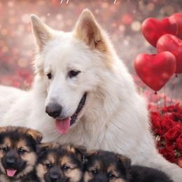 Sammy - German Shepherd