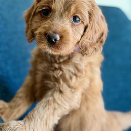 Purple girl - Red female Australian Labradoodle puppy in Bend, Oregon from High Desert Labradoodles