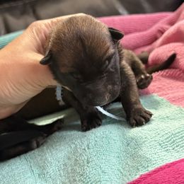 Light blue collar - Mahogany male Belgian Malinois puppy in Denver, Colorado from Morales Kennels