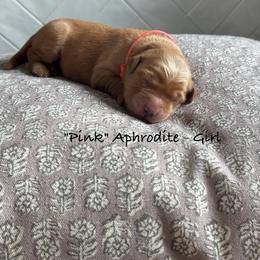 Aphrodite - Dark golden female Golden Retriever puppy in Weston, Missouri from Love is Golden