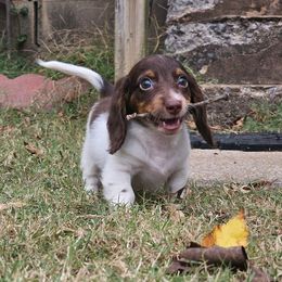 Dachshund Puppies from Orchard Dachshunds