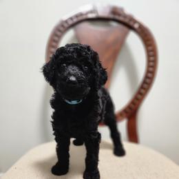 Blue - Black male Poodle puppy in Spartanburg, South Carolina from Taya's Pups