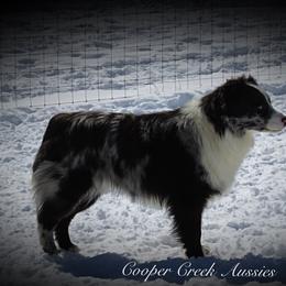 Miniature Australian Shepherd and Toy Australian Shepherd Puppies from Cooper Creek Aussies