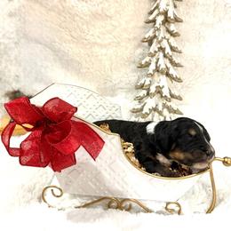 Fritz - male Golden Mountain Doodle puppy in Victoria, Texas from Deidre's Doodles