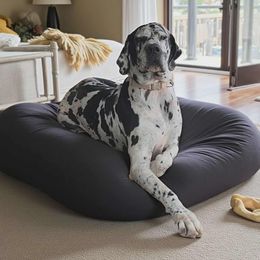 Molly - Great Dane