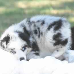 Poetic - Blue merle female Toy Australian Shepherd puppy in Chickasha, Oklahoma from Rustic Lace