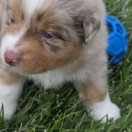 Jack - Red merle male Miniature American Shepherd puppy in Albuquerque, New Mexico from Enchanted Mesa Miniature American Shepherds