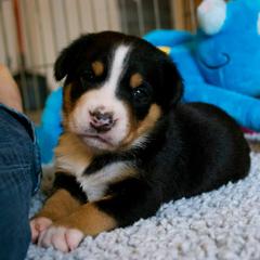 German Shorthaired Pointer and Greater Swiss Mountain Dog Puppies from Suma Kennels