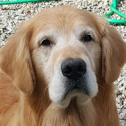 Golden Retriever All Grown Up from Bryeridge Goldens