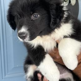 Australian Shepherd Puppies from Wiggle Butt Inn LLC