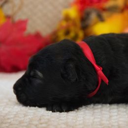 German Shepherd Puppies from Journey's German Shepherds (Kennel Vom Himmel)