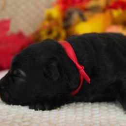 German Shepherd Puppies from Journey's German Shepherds (Kennel Vom Himmel)