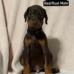 Black Collar - Red and rust male Doberman Pinscher puppy in Lake City, Florida from Paintedcrazy Doberman Pinchers