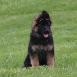 German Shepherd Puppies from Drache Feld