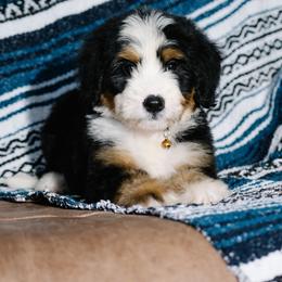 Dulcinea - Tri-color female Bernedoodle puppy in Grove, Oklahoma from Grand Lake Poodles & Doodles
