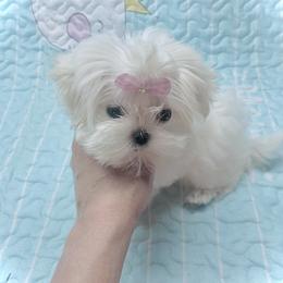 Maltese and Yorkshire Terrier Puppies from tatortot pup