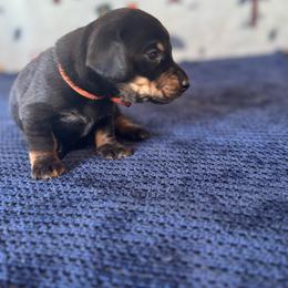 Tigger - Black and tan male Dachshund puppy in Turlock, California from Dandelion Dachshund