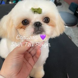 Cora - Shih Tzu