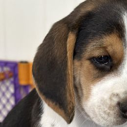 Tiger - Black tan and white Beagle puppy in Hillsboro, Oregon from Willamette Valley Beagles
