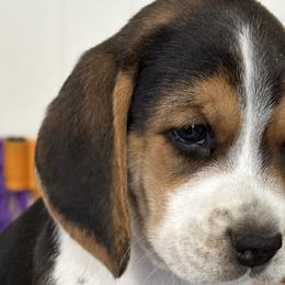 Tiger - Black tan and white Beagle puppy in Hillsboro, Oregon from Willamette Valley Beagles