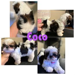 Shih Tzu Puppies from Alki Stars Shih Tzu