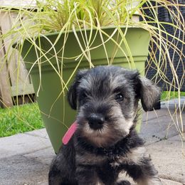 Miniature Schnauzer Puppies from LUXE'S PUPS