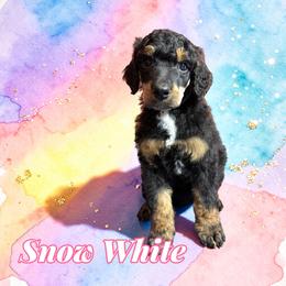 Snow White - Phantom female Poodle puppy in Pink Hill, North Carolina from Boodle's Standard Poodles