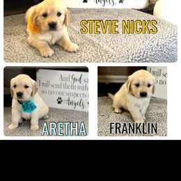 Golden Retriever Puppies from Huckaby’s English Golden Retrievers