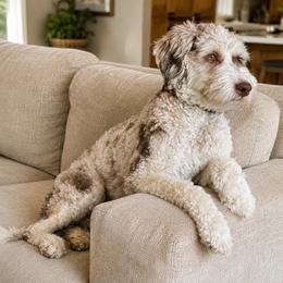 Cinnamon - Bernedoodle
