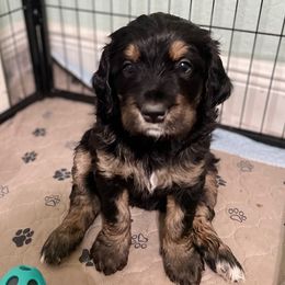 Phantom - Phantom female Assorted Doodle Crosses puppy in Cape Coral, Florida from Doodle Puppy Patch