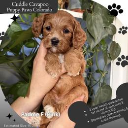 Padme - Red female Cavapoo puppy in Fort Lupton, Colorado from Puppy Paws Colorado
