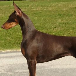 Doberman Pinschers from Hierarch Dobermans