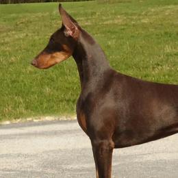 Doberman Pinschers from Hierarch Dobermans