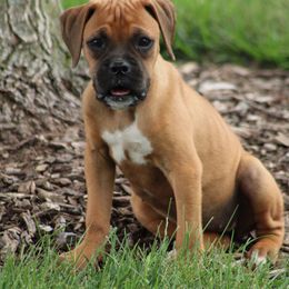 Candy - Fawn female Boxer puppy in Pennsylvania from Anthony's Boxers
