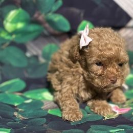 Coco - Apricot Poodle puppy in Pearland, Texas from Destiny’s Kennel