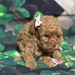 Coco - Apricot Poodle puppy in Pearland, Texas from Destiny’s Kennel