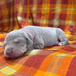 Marcie - Silver female Great Dane puppy in Corsica, Pennsylvania from Ferguson Family Danes LLC