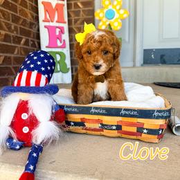 Clove - Red  female Goldendoodle puppy in West Haven, Utah from Split Mountain Doodles