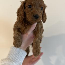 Levitt - Red roan female Cockapoo puppy in Huntsville, Alabama from Cutie Cockapoos Breeding
