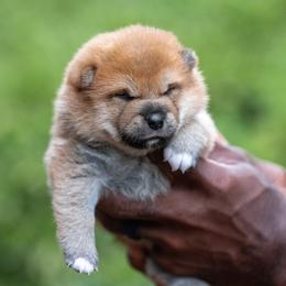 Megumi - Red male Shiba Inu puppy in Hephzibah, Georgia from Evenfalls Shiba Inu