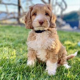 Australian Labradoodle Puppies from Starlight Ridge Australian Labradoodles