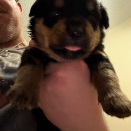 Gray boy - Black and mahogany male Rottweiler puppy in Colorado Springs, Colorado from Von Locher Rotties