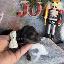 Dolly - Black and cream female Dachshund puppy in Washington from Beautiful Doxies