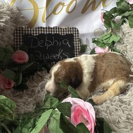 Delphia - Brown and white female Saint Berdoodle puppy in Traverse City, Michigan from Bare Paws Saint Berdoodles