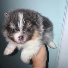 Bumble - Blue and tan male Pomeranian puppy in Fredericksburg, Virginia from Designer Dog Society