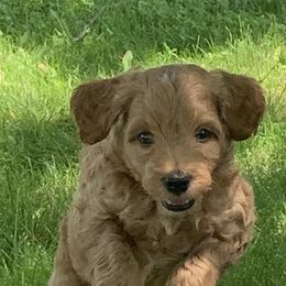 Goldendoodle Puppies from Missoula Family Goldendoodles