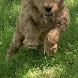 Goldendoodle Puppies from Missoula Family Goldendoodles