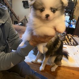 Pomeranian and Pomsky Puppies from Stonehill Breeders